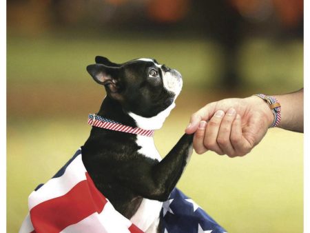 Presidential Dog Friendship Collar & Bracelet Set For Sale