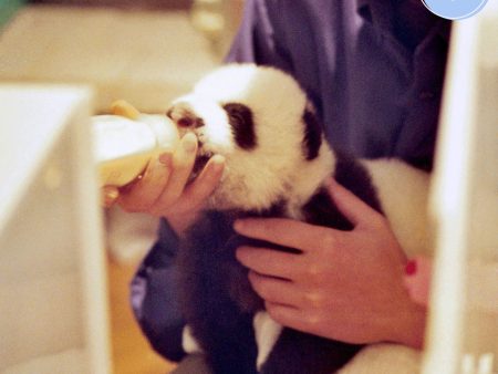 Project Peril: Feed Rejected Baby Pandas Cheap