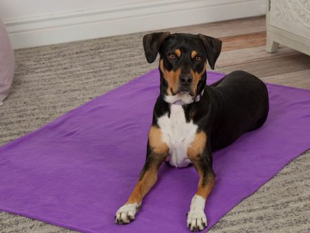 Snuggle Paws Signature Pet Blanket For Sale