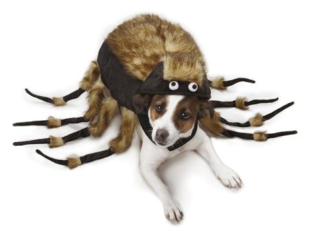 Zack & Zoey® Tarantula Dog Costume Sale