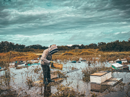 Help Feed Starving Bees Online Hot Sale