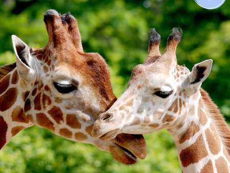 Project Peril: Help Save the Giraffe Online